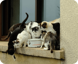 Understanding cat behavior and group feeding