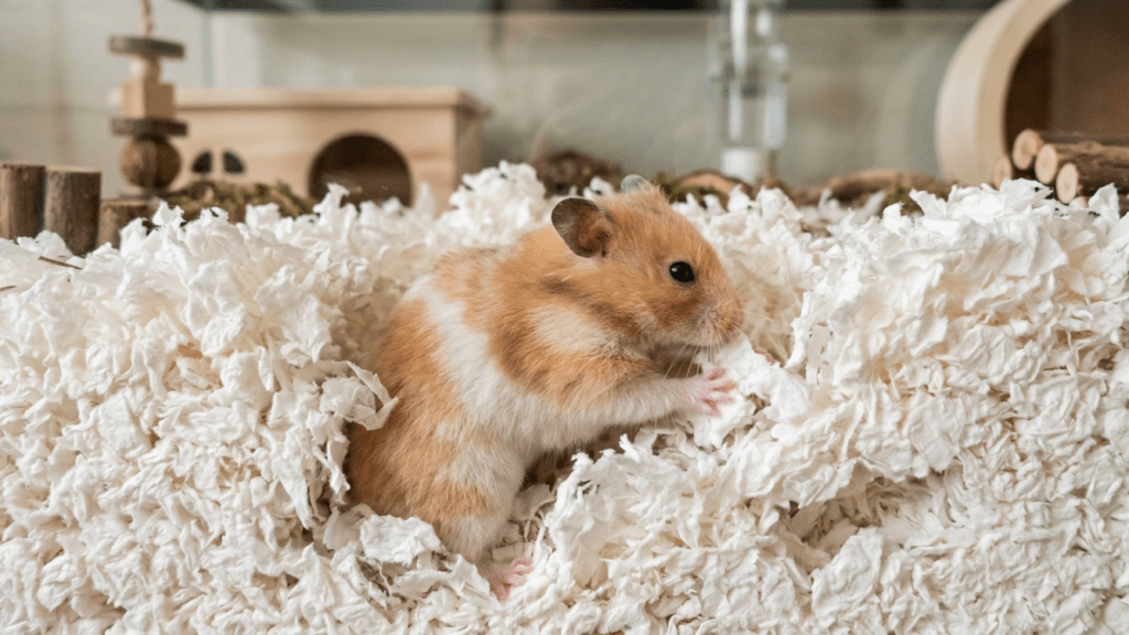 hamster burrowing in safe white paper
