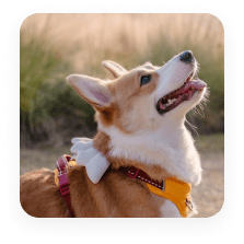 Pet Behavior Blogs & Expert Guides