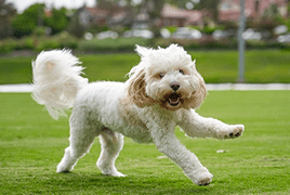 Happy dog behavior after successful training