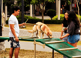 Positive reinforcement dog training session